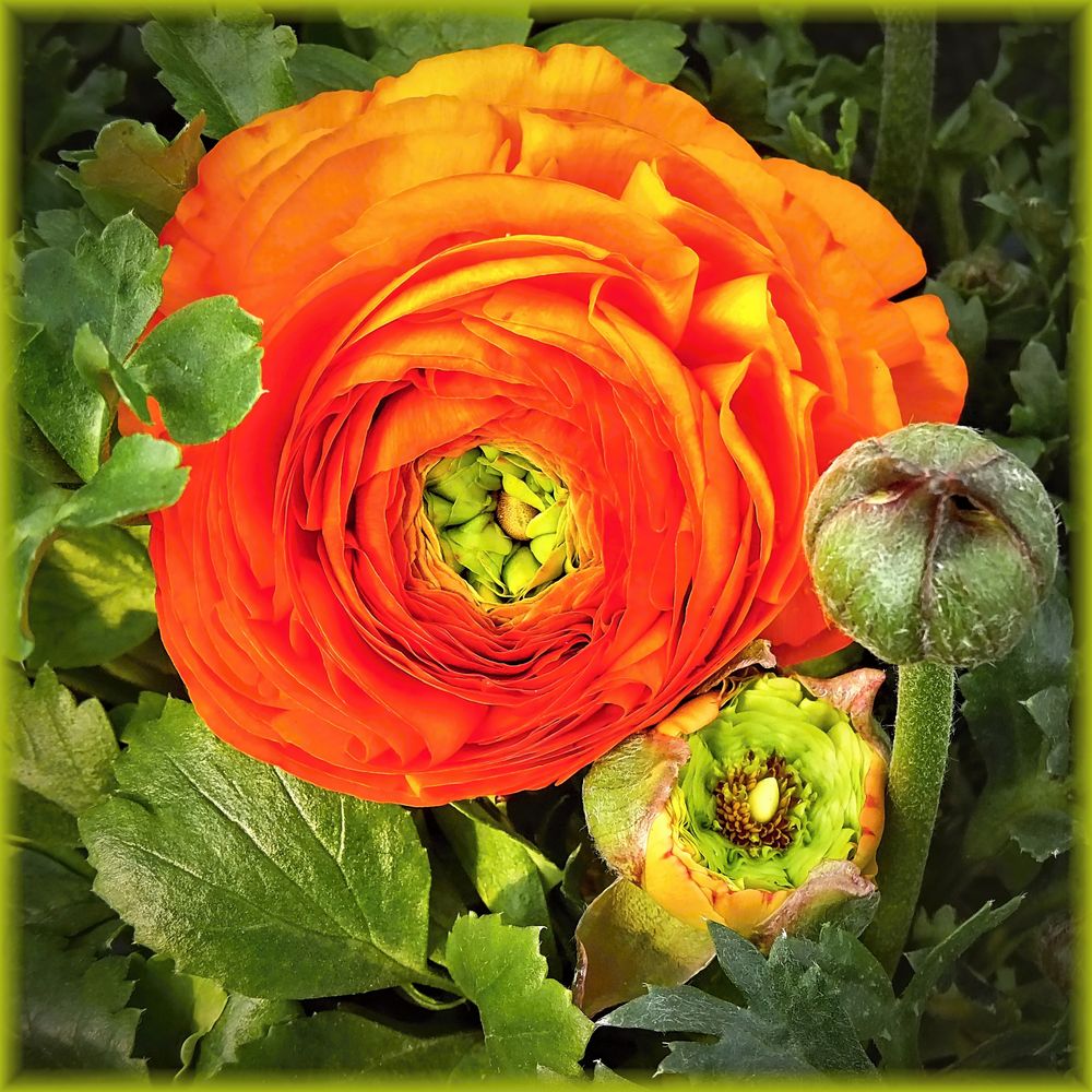 RanunkelBlüte Foto & Bild pflanzen, pilze & flechten, blüten & kleinpflanzen, gartenpflanzen