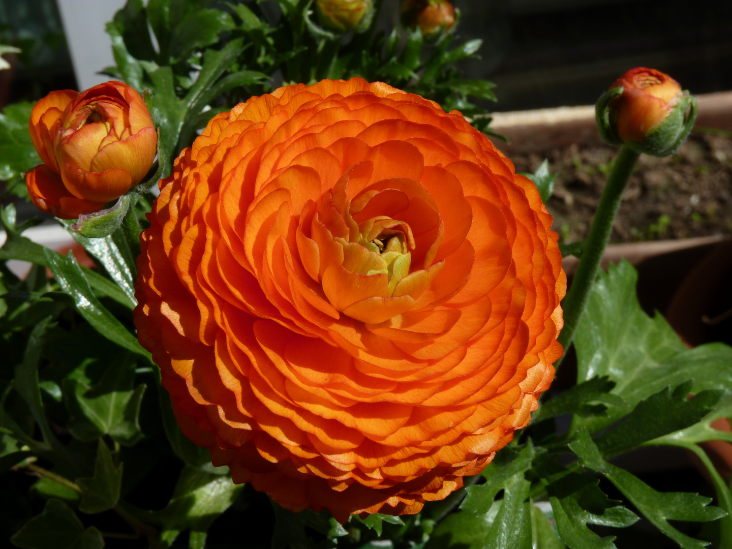 Ranunkel in Orange Foto & Bild pflanzen, pilze & flechten, natur