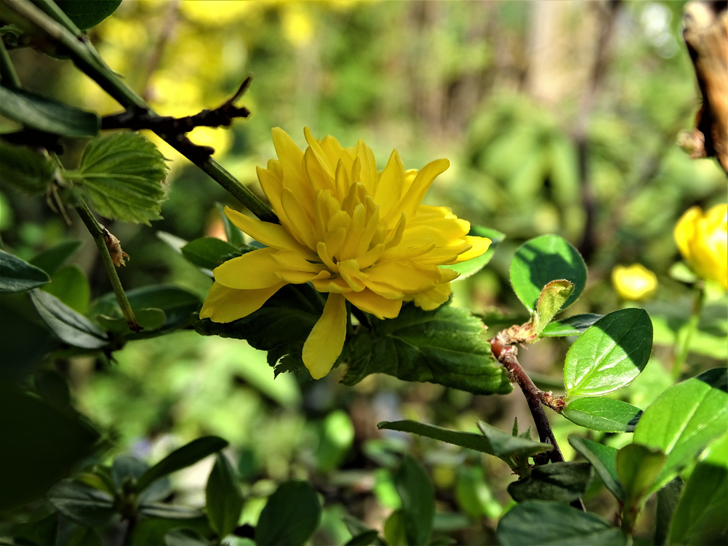 Ranunkel (Kerria japonica)