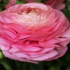 Ranunkel  - Ranunculus asiaticus....