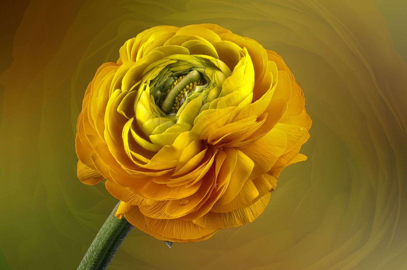  Ranunkel (Ranunculus asiaticus)