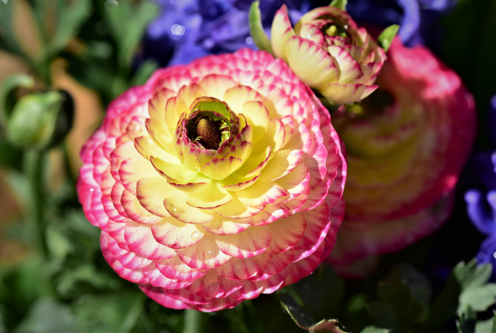 Ranunkel (Ranunculus asiaticus)