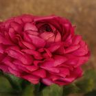 Ranunkel - Ranunculus asiaticus....