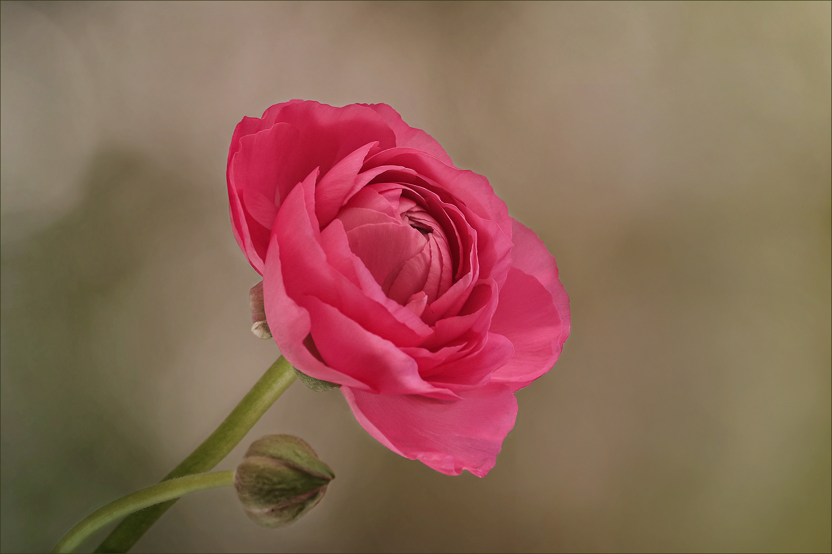 Ranunkel, Rose des Frühlings...