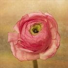 Ranunkel - Rose des Frühlings -