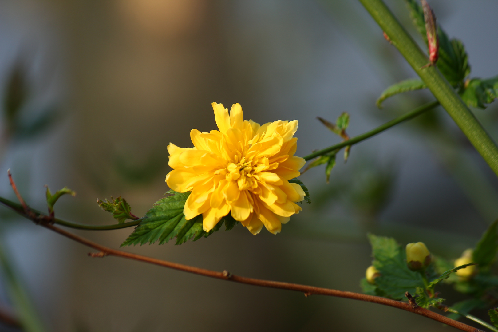 Ranunkelblüte