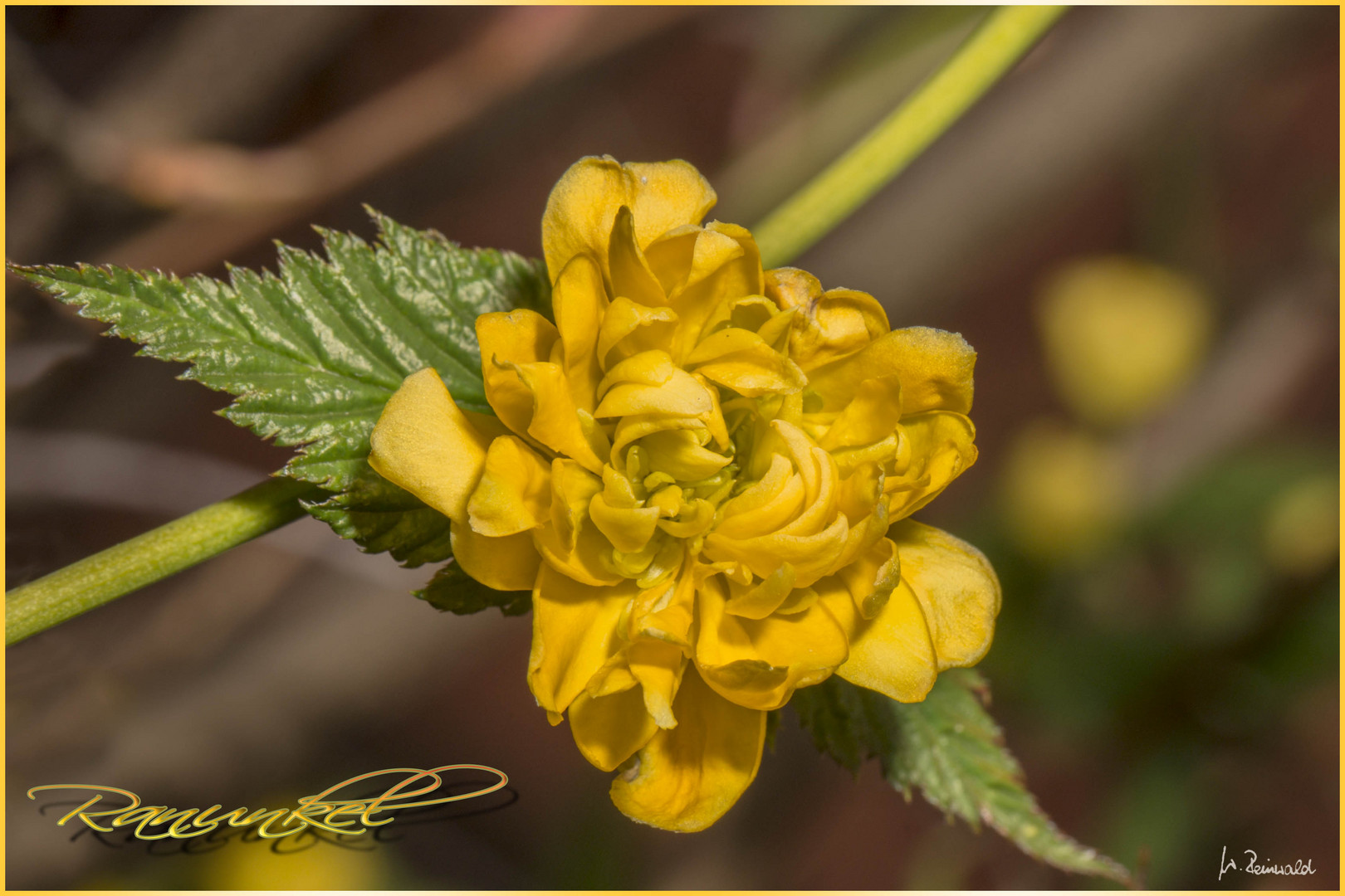 Ranunkelblüte