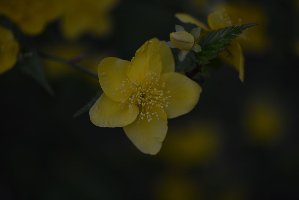 RANUNKELBLÜTE, BOTANISCHER GARTEN BERLIN