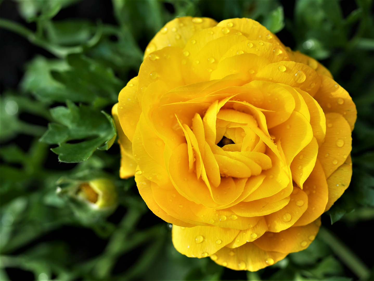 Ranunkelblüte nach dem Regen