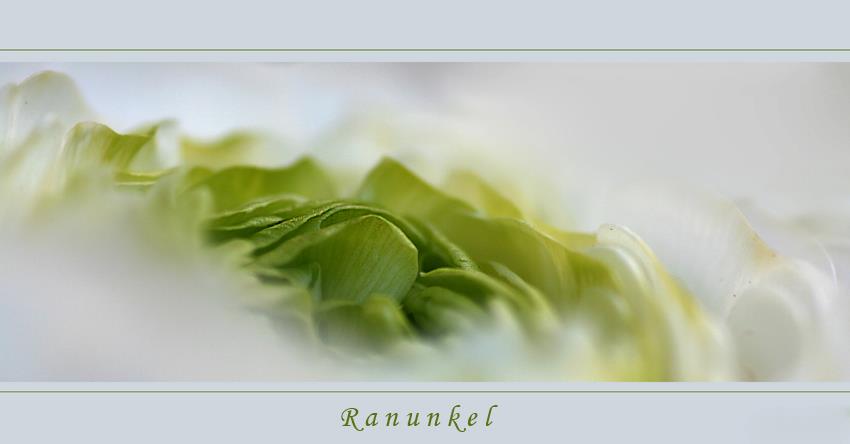 Ranunkel....ganz nah....