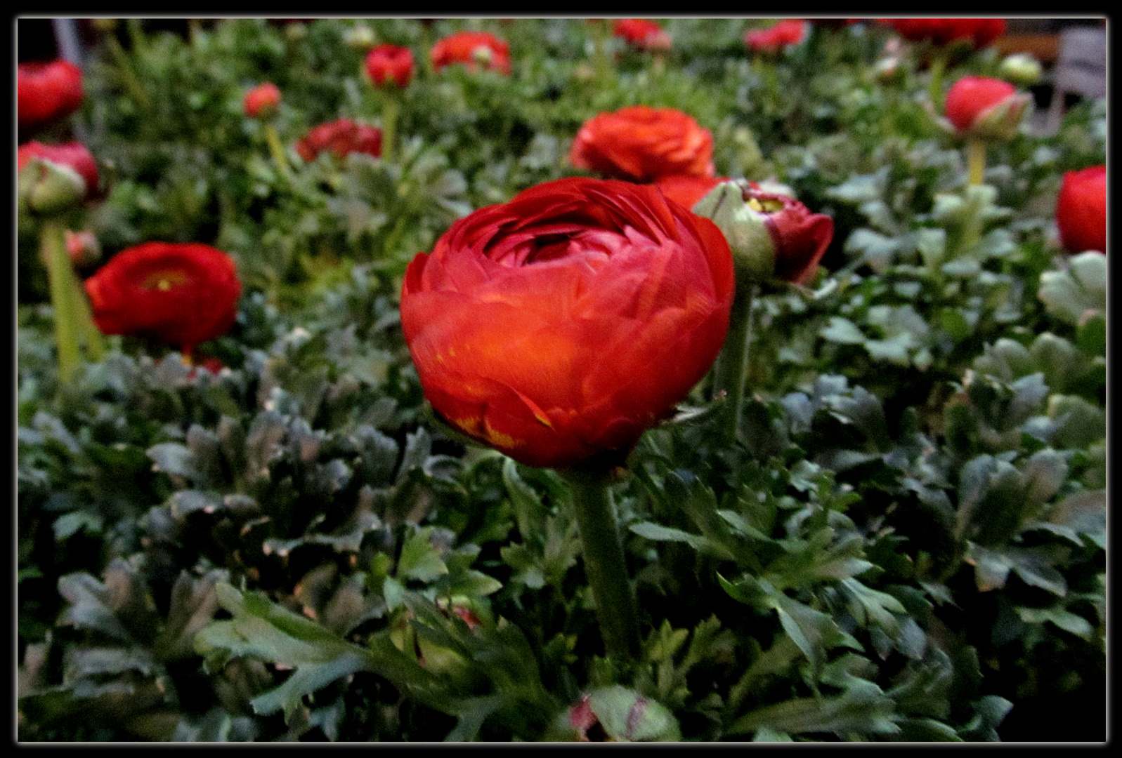 Ranunkeln Foto Bild Pflanzen Pilze Flechten Bluten Kleinpflanzen Gartenpflanzen Und Bluten Bilder Auf Fotocommunity