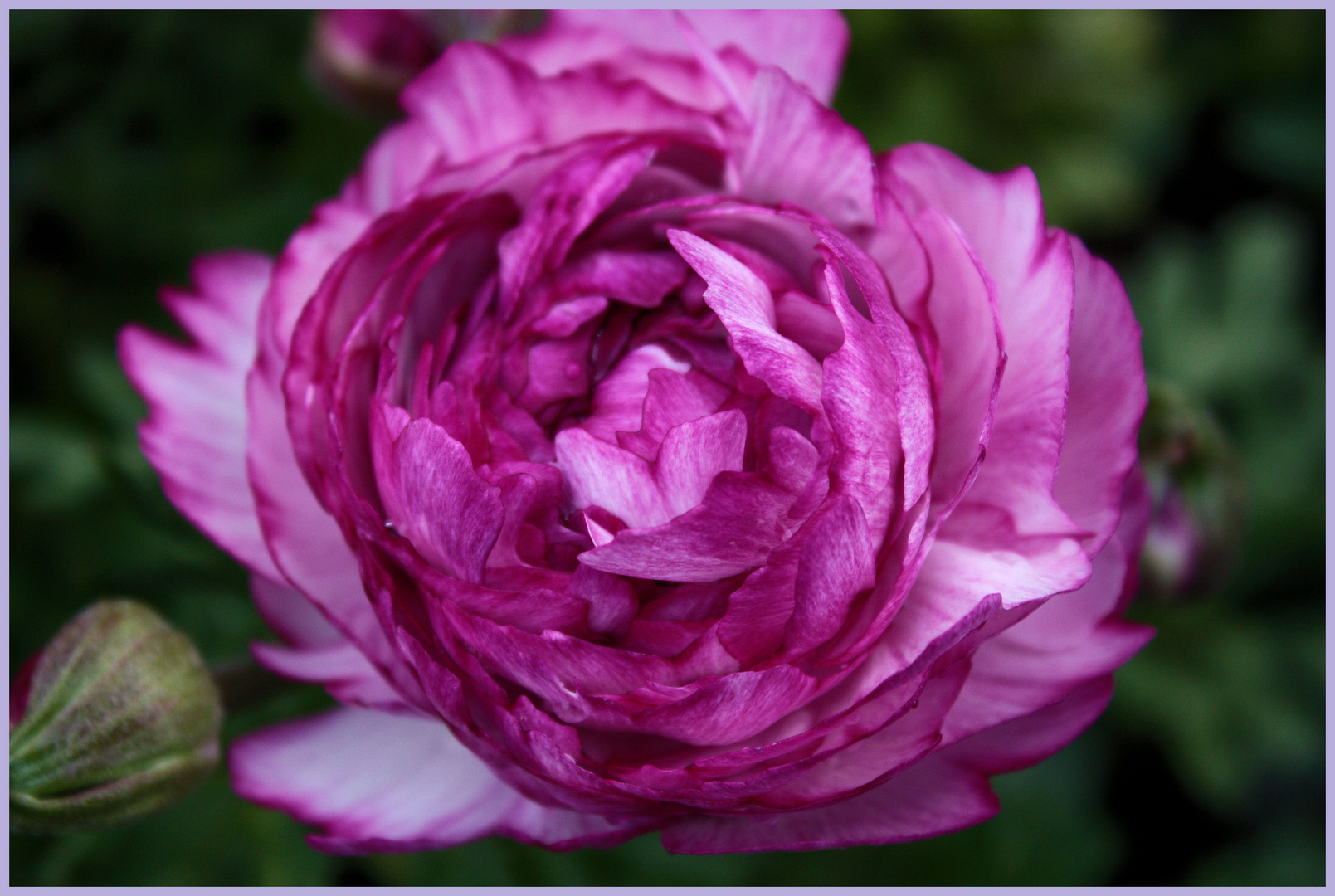 Ranunkeln Foto Bild Pflanzen Pilze Flechten Bluten Kleinpflanzen Gartenpflanzen Und Bluten Bilder Auf Fotocommunity
