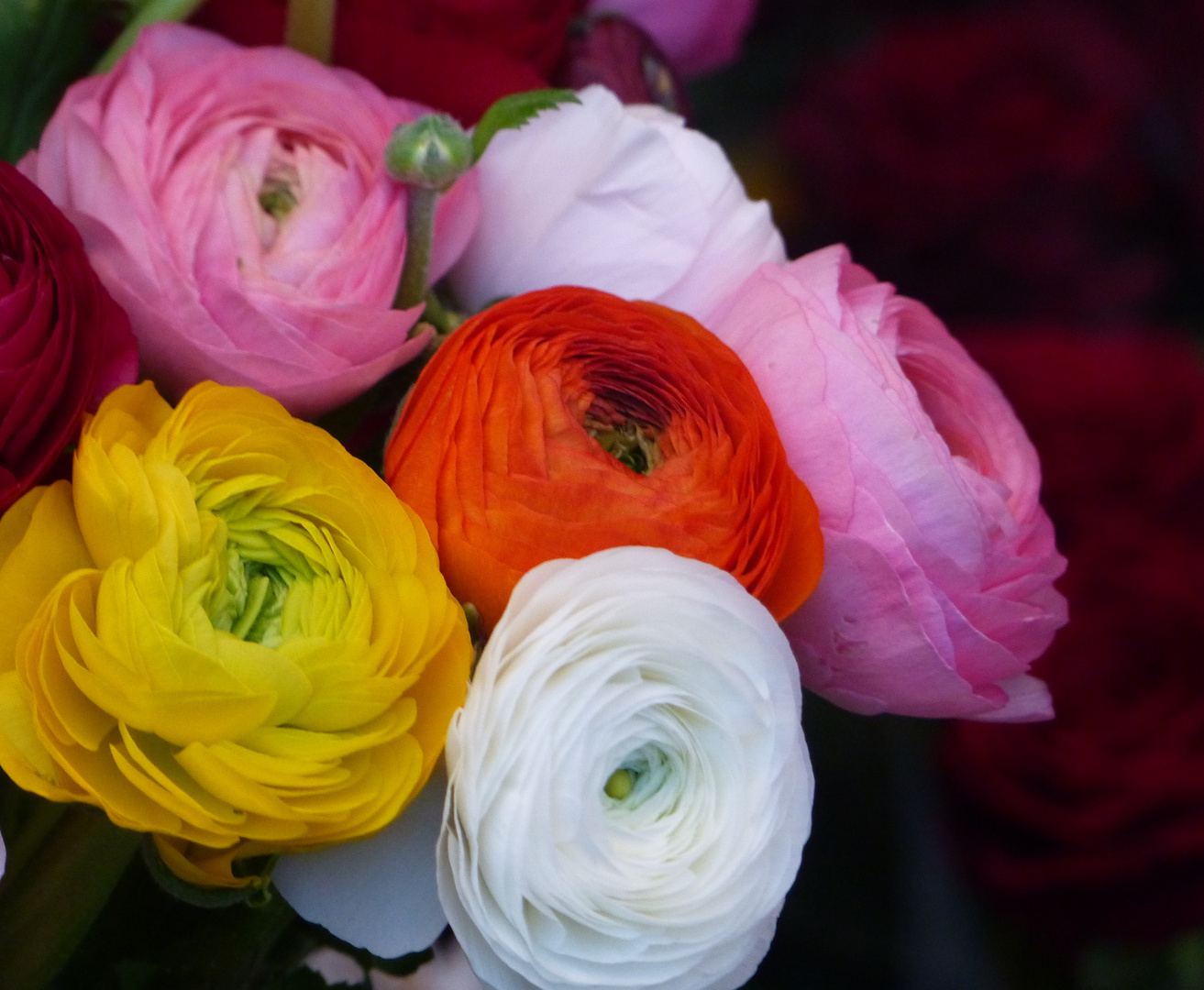 RANUNKELN Foto & Bild pflanzen, pilze & flechten, blüten