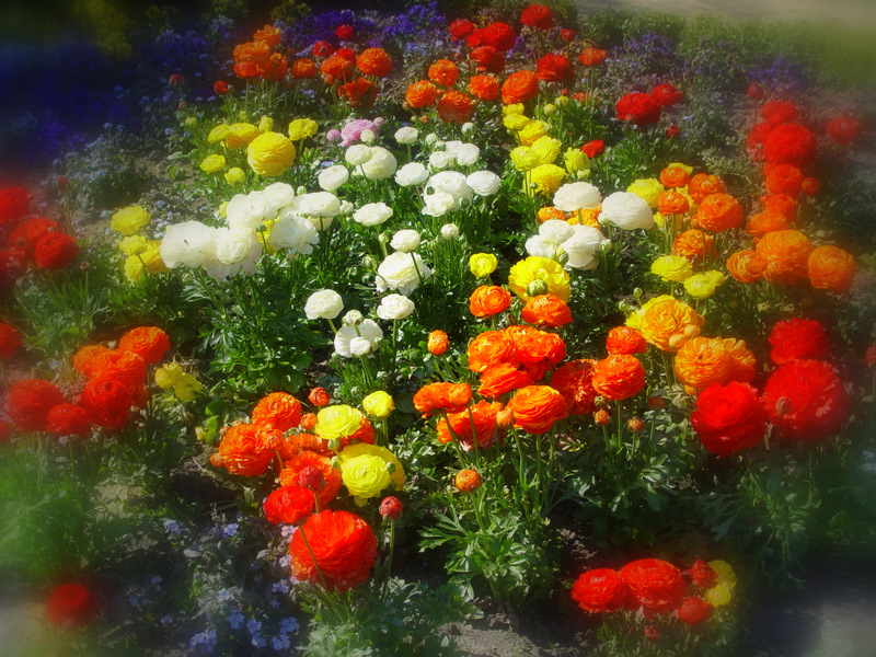 Ranunkeln Foto & Bild | jahreszeiten, frühling, natur Bilder auf ...