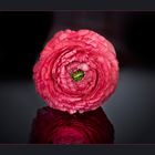 Ranunkeln, die Rosen des Frühlings.... (1)