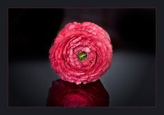 Ranunkeln, die Rosen des Frühlings.... (1)