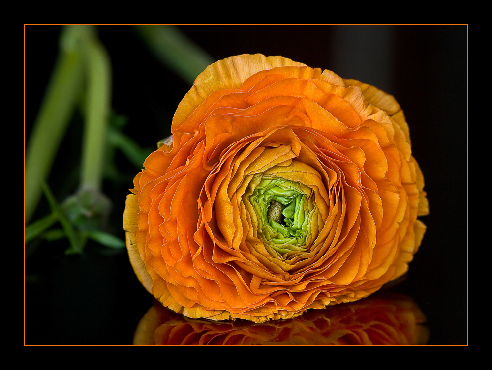 Ranunkeln, die Rosen des Frühlings....(2)