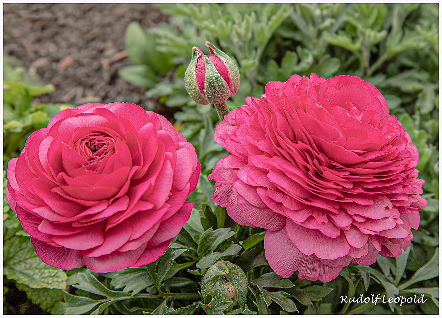 Ranunkeln im Garten