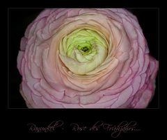 Ranunkeln (Ranunculus asiaticus)