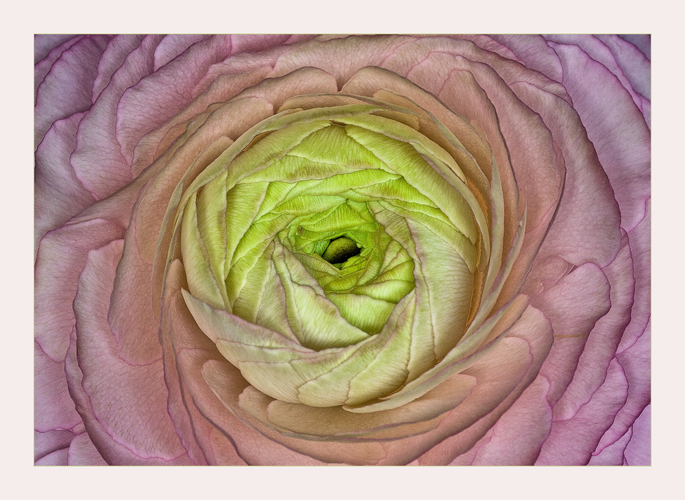 Ranunkeln (Ranunculus asiaticus)