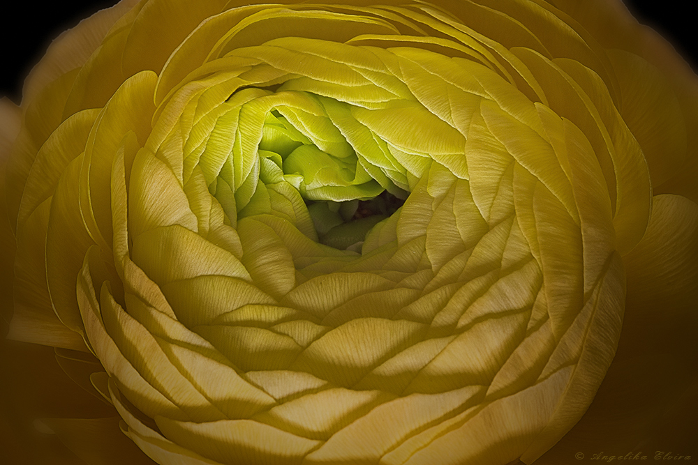 Ranunkeln... (Ranunculus asiaticus)