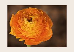 Ranunkeln... (Ranunculus asiaticus) (III)