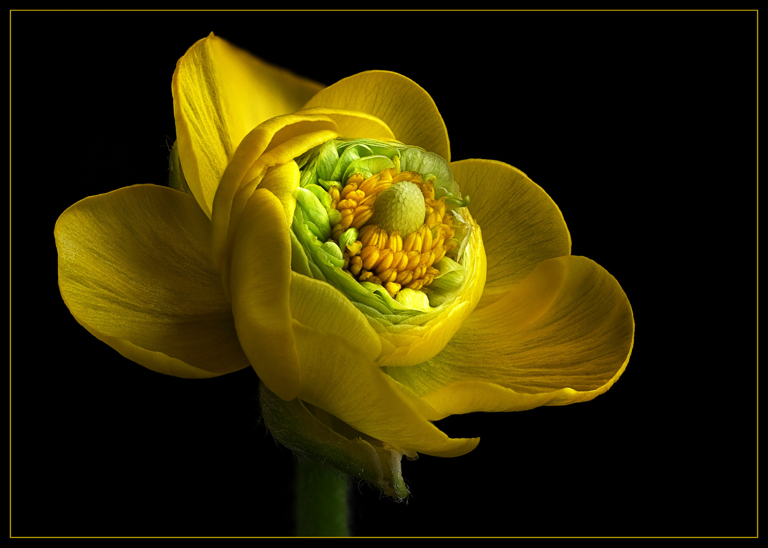 Ranunkeln .. Sie sind viel schöner als es ihr Name vermuten lässt  - ( Stacking Bild ) 