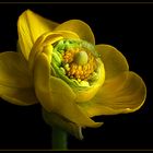 Ranunkeln .. Sie sind viel schöner als es ihr Name vermuten lässt - ( Stacking Bild )