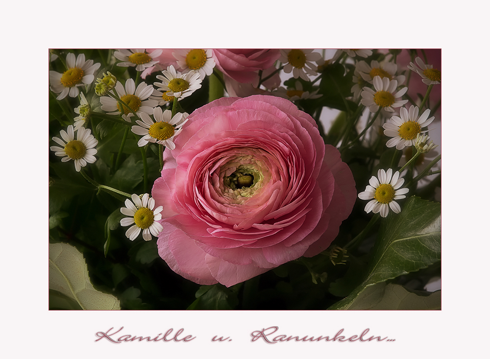 Ranunkeln und Kamille....