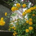 Ranunkelstrauch, auch Goldröschen genannt (Kerria japonica Pleniflora)