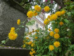 Ranunkelstrauch, auch Goldröschen genannt (Kerria japonica Pleniflora)