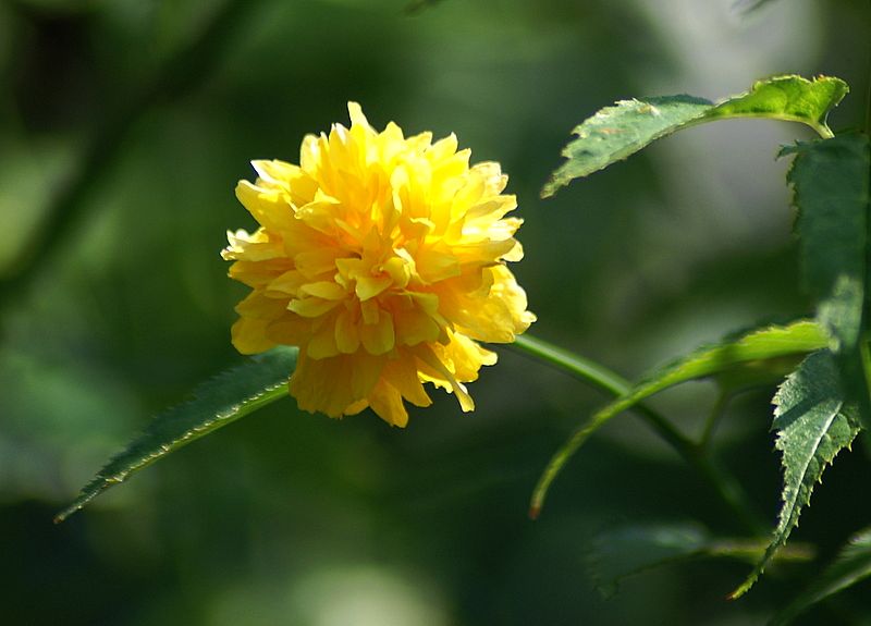 Ranunkelstrauch-Kerria japonica