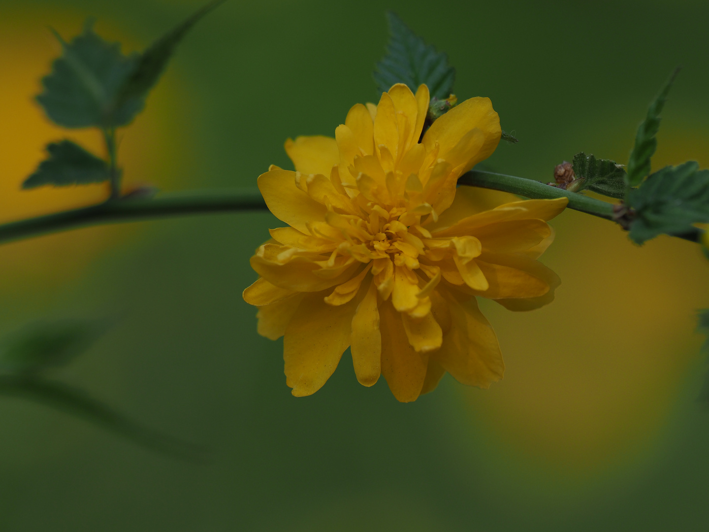 Ranunkelstrauch ( Kerria japonica)