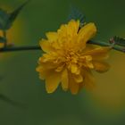 Ranunkelstrauch ( Kerria japonica)