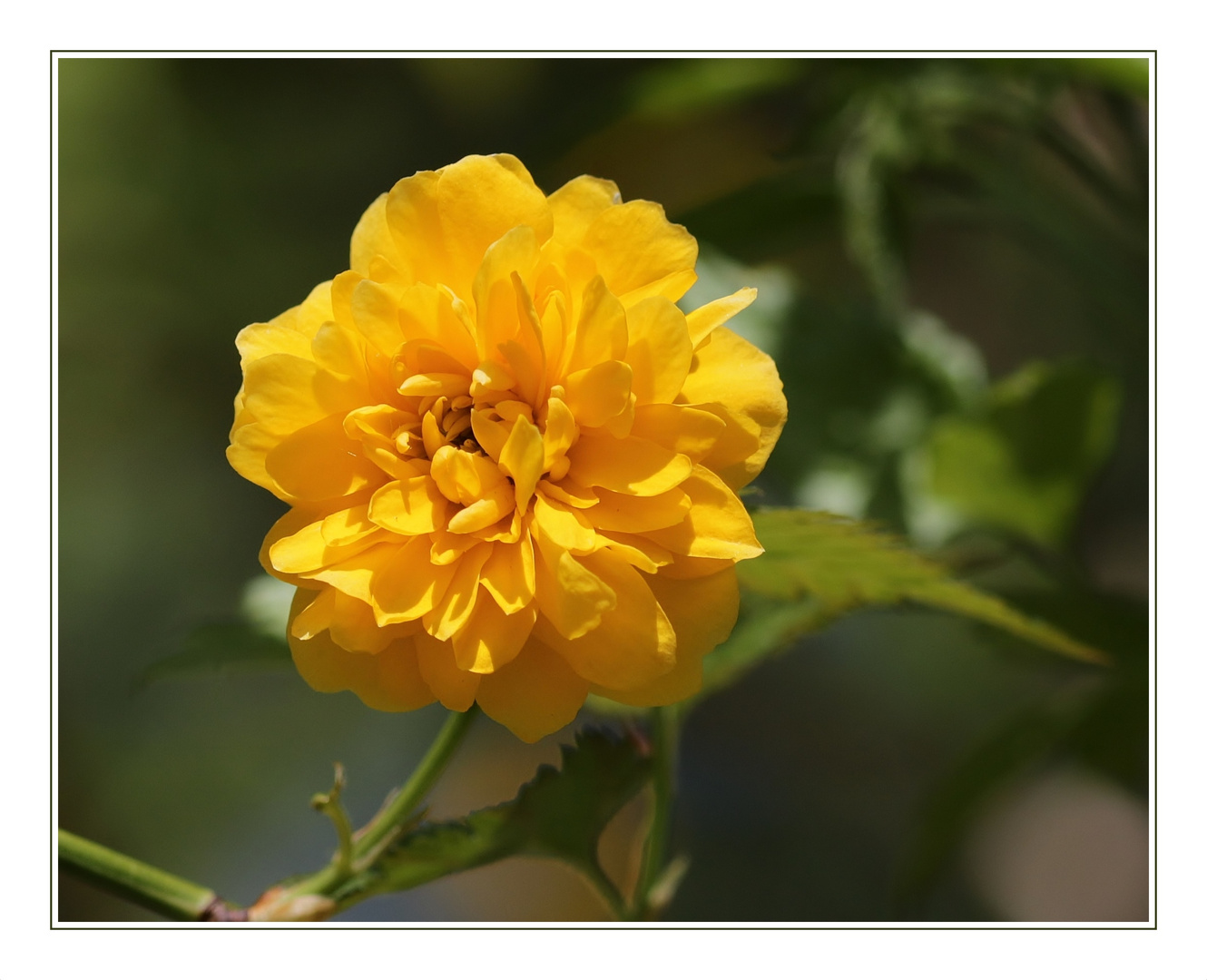 Ranunkelstrauch/ Kerria japonica 'Pleniflora'...