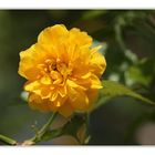 Ranunkelstrauch/ Kerria japonica 'Pleniflora'...