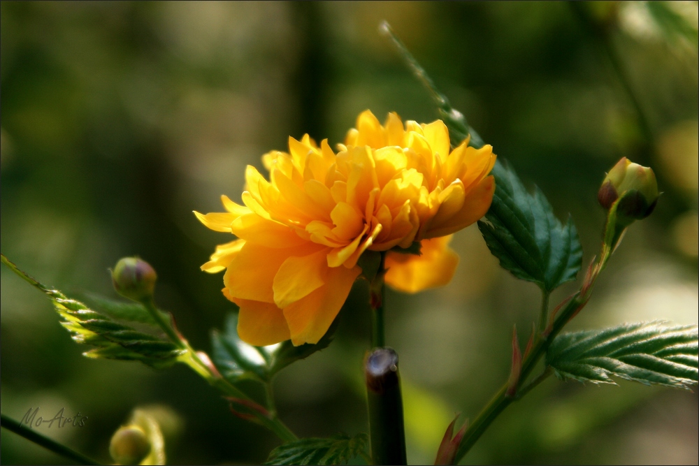 Ranunkelstrauchblüte