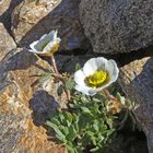 Ranunkulus glacialis - Gletscherhahnenfuß eine besondere Kostbarkeit