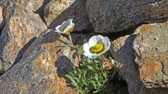 Ranunkulus glacialis - Gletscherhahnenfuß eine besondere Kostbarkeit