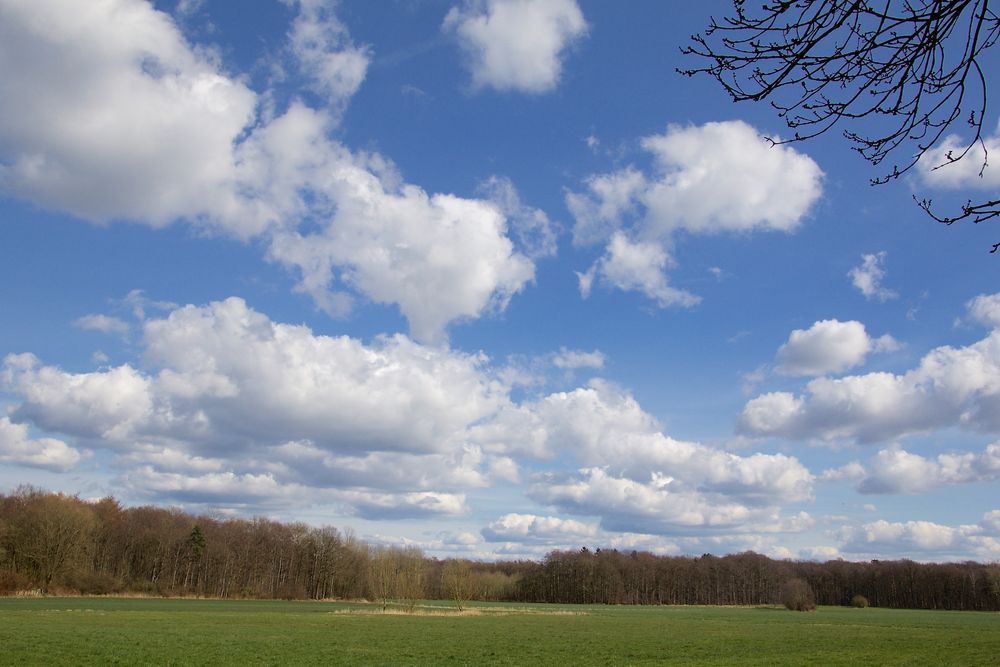 Ranzauer Wald