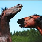 Rapa das Bestas - Loita de Garañóns (Corte de crines - Lucha de caballos Jefes de manada)