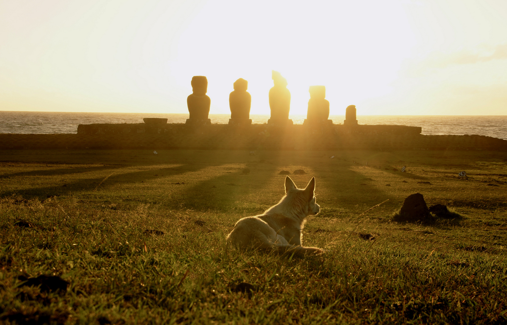 Rapa Nui Dog and the Moai