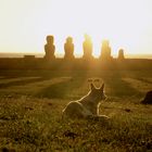 Rapa Nui Dog and the Moai