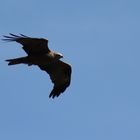 rapace