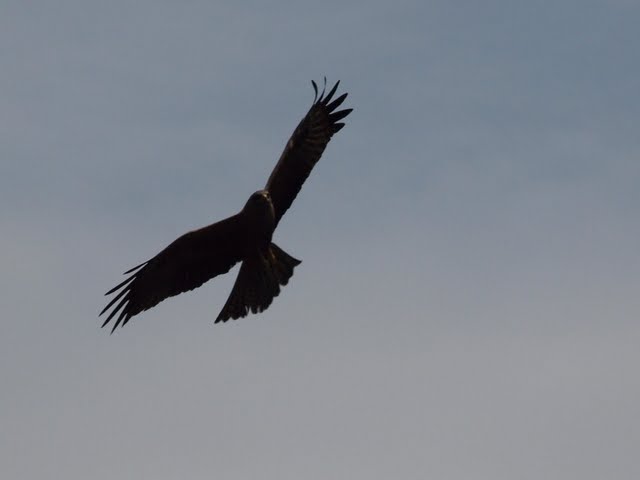 rapace