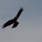 rapace