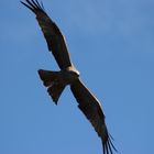 rapace