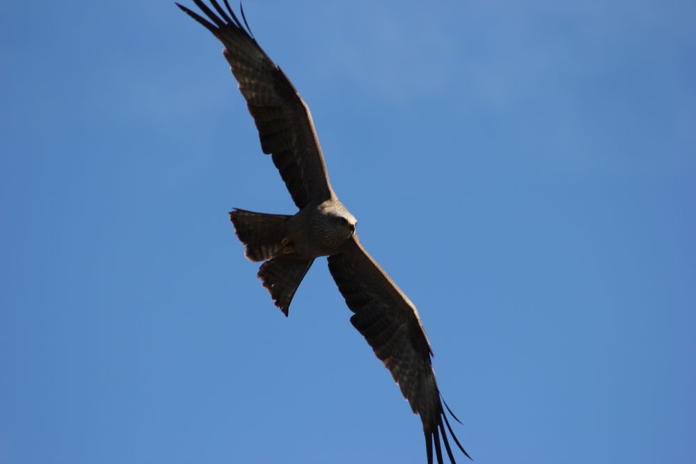 Rapace de Glassey 