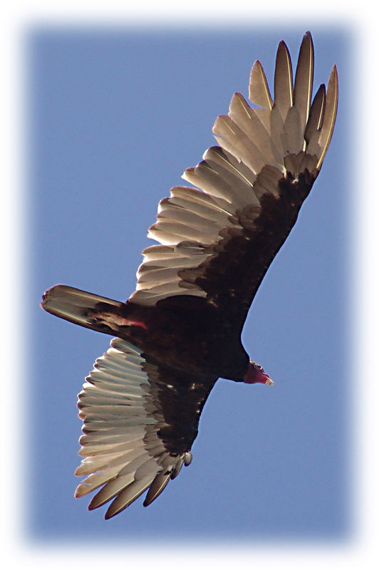 Rapace a caccia