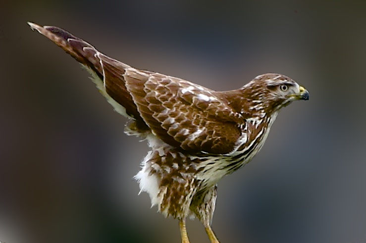 Rapace de notre région